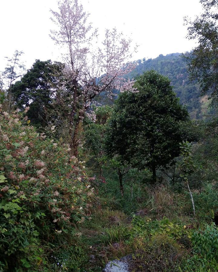 Enchanted Forest Farmstay Gangtok Εξωτερικό φωτογραφία