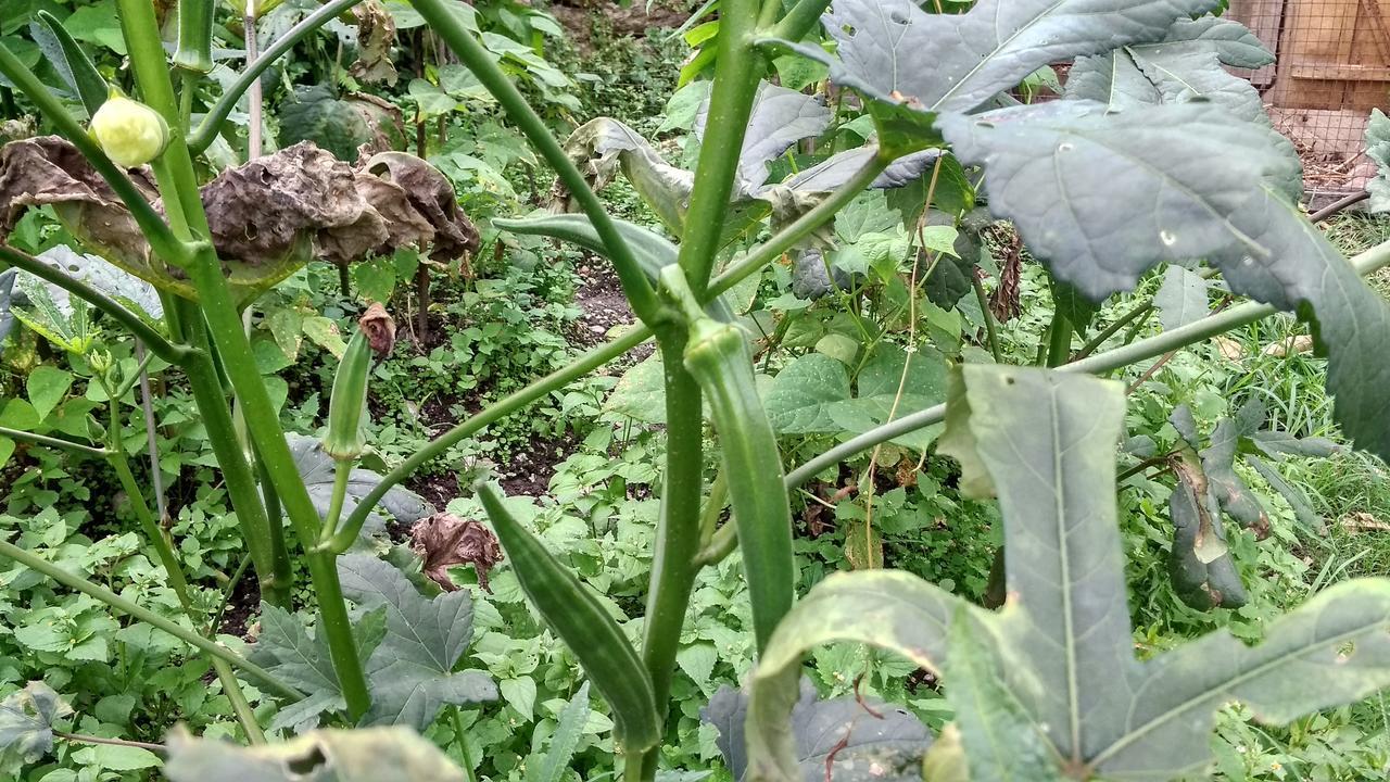 Enchanted Forest Farmstay Gangtok Εξωτερικό φωτογραφία